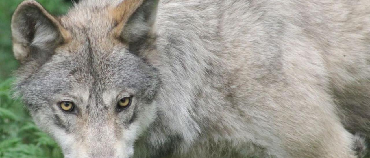 Un ejemplar de lobo ibérico.