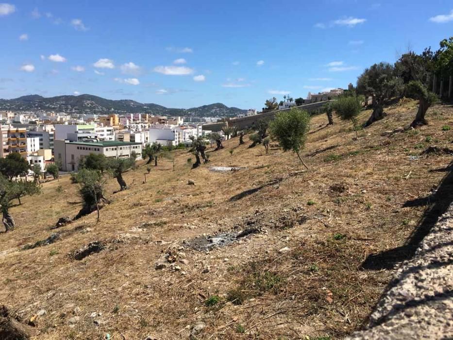 lLos olivos lucen en el recinto como no lo hacían desde hacía décadas