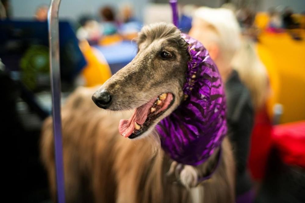 El Westminster Kennel Club, un dels shows de gossos de raça més importants del món