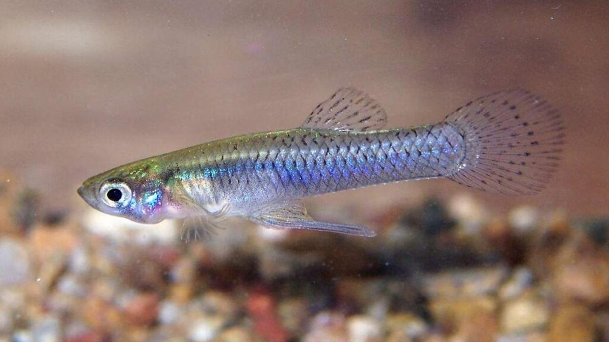 Gambusia: un pez introducido contra los mosquitos que acabó invadiendo los ríos