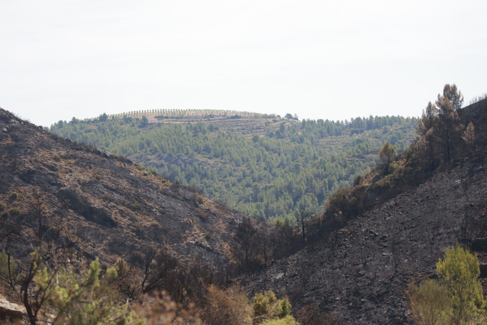 Las consecuencias del incendio de Bejís en Teresa