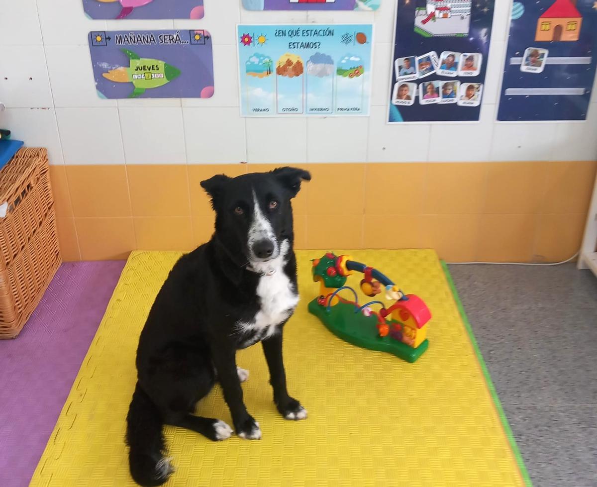 La perra Libertad que participa en la terapia con 23 alumnos del Colegio Nuestra Señora del Rosario
