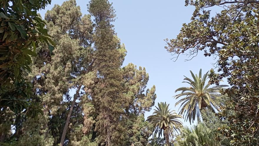 El Ayuntamiento vuelve a pedir a la Junta que declare BIC el Parque de Málaga