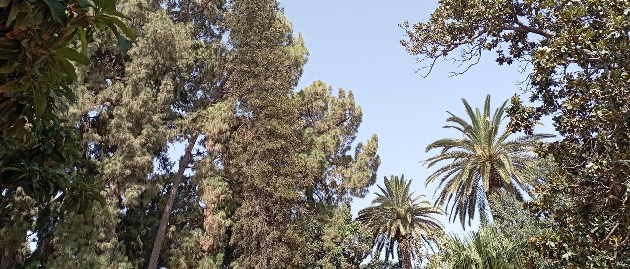Copas de los árboles ayer, en el Parque de Málaga.