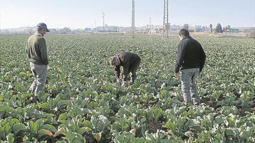 Cooperativas Extremadura atendió más de 2.300 siniestros de seguros agrarios en 2018