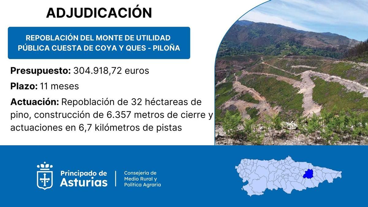 Resumen de la licitación para la repoblación de la Cuesta de Coya y Ques.