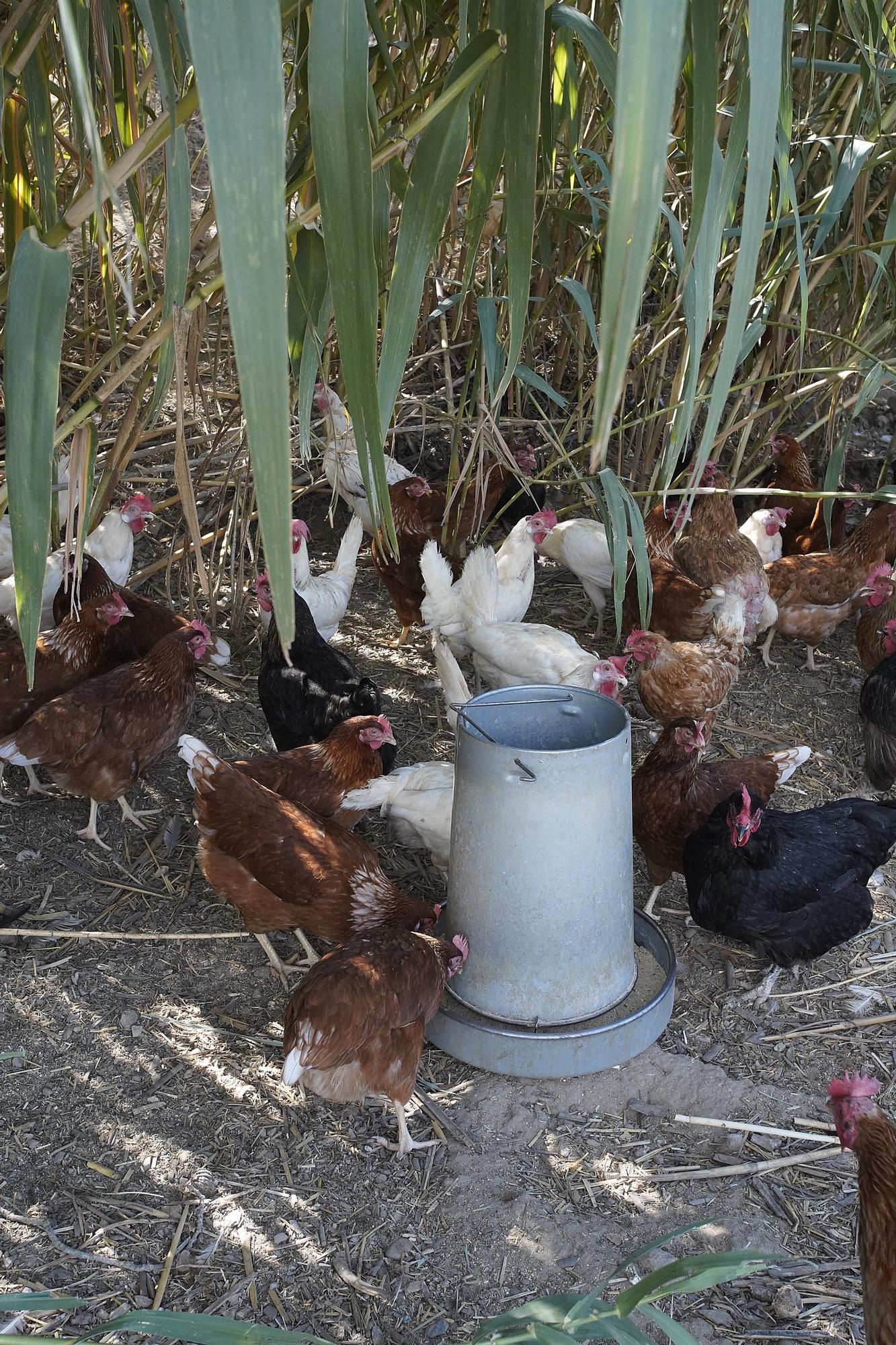 "Gallines Felices" a Casavells