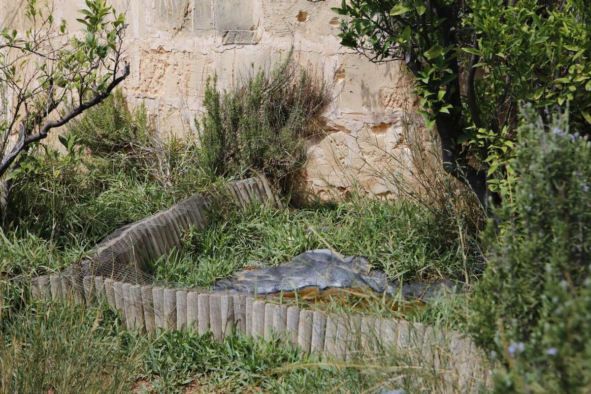 Diese Schildkröten sollen zwei Deutsche auf Mallorca illegal gezüchtet haben Diese Schildkröten sollen zwei Deutsche auf Mallorca illegal gezüchtet haben