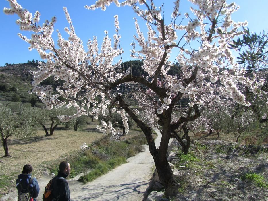 Almendros en flor en Planes