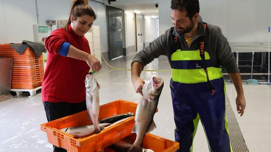 Pesaje en la lonja de Baiona de unas lubinas recién descargadas. |   // RICARDO GROBAS