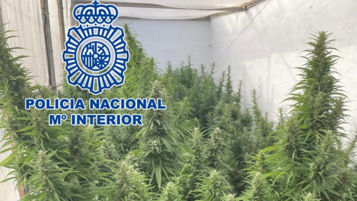 La Policia Nacional detiene a un hombre por el cultivo de marihuana en una finca de Lomo Bristol