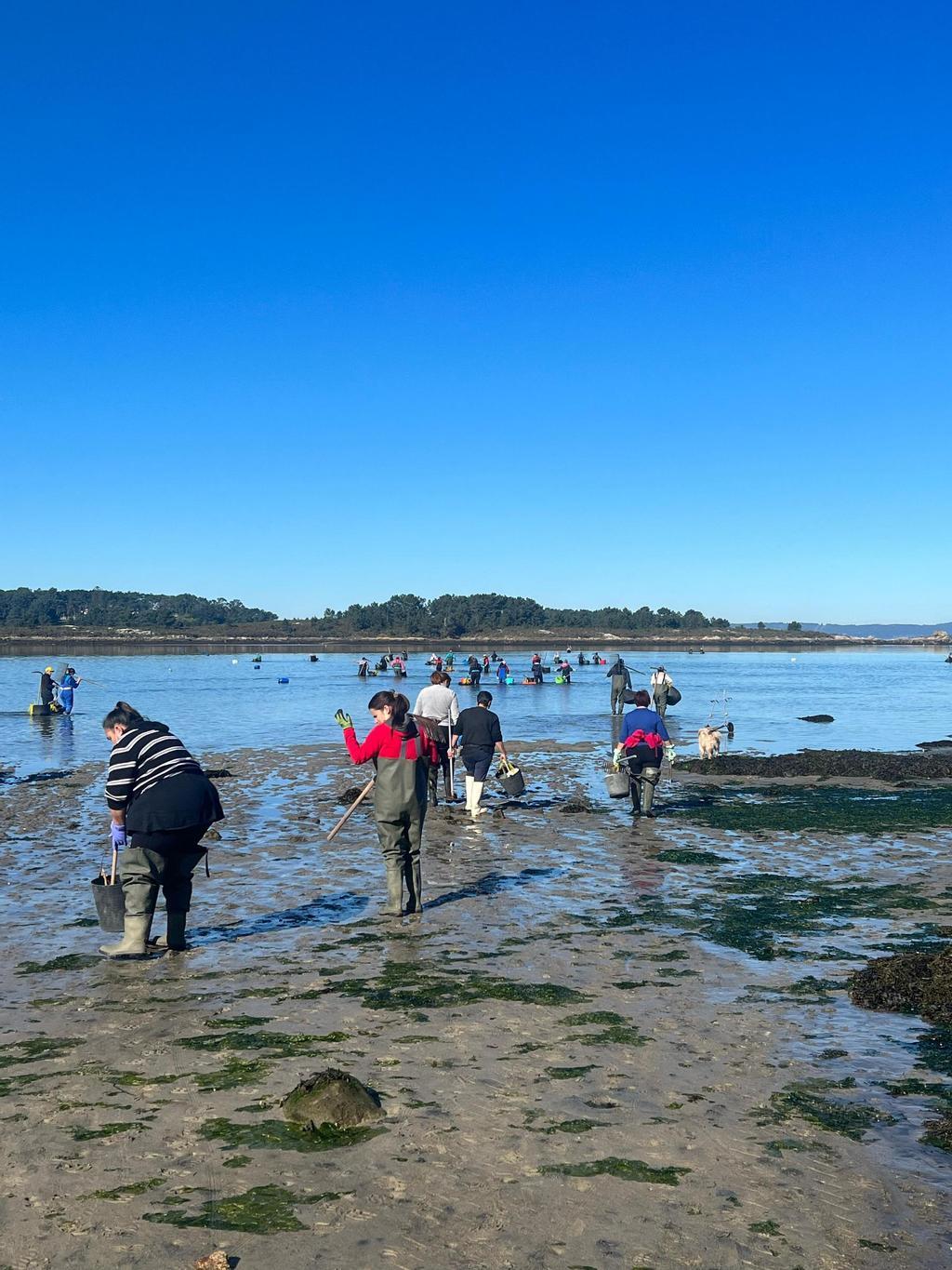 Mariscadoras trabajando en la playa gallega