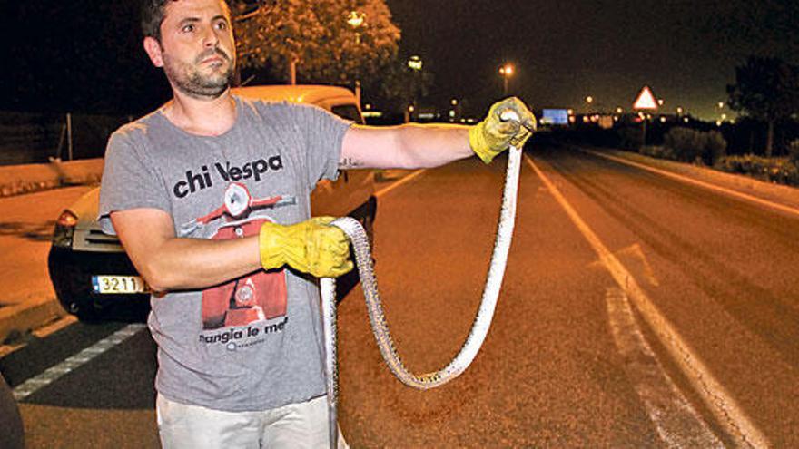 Encuentran una serpiente en Palma