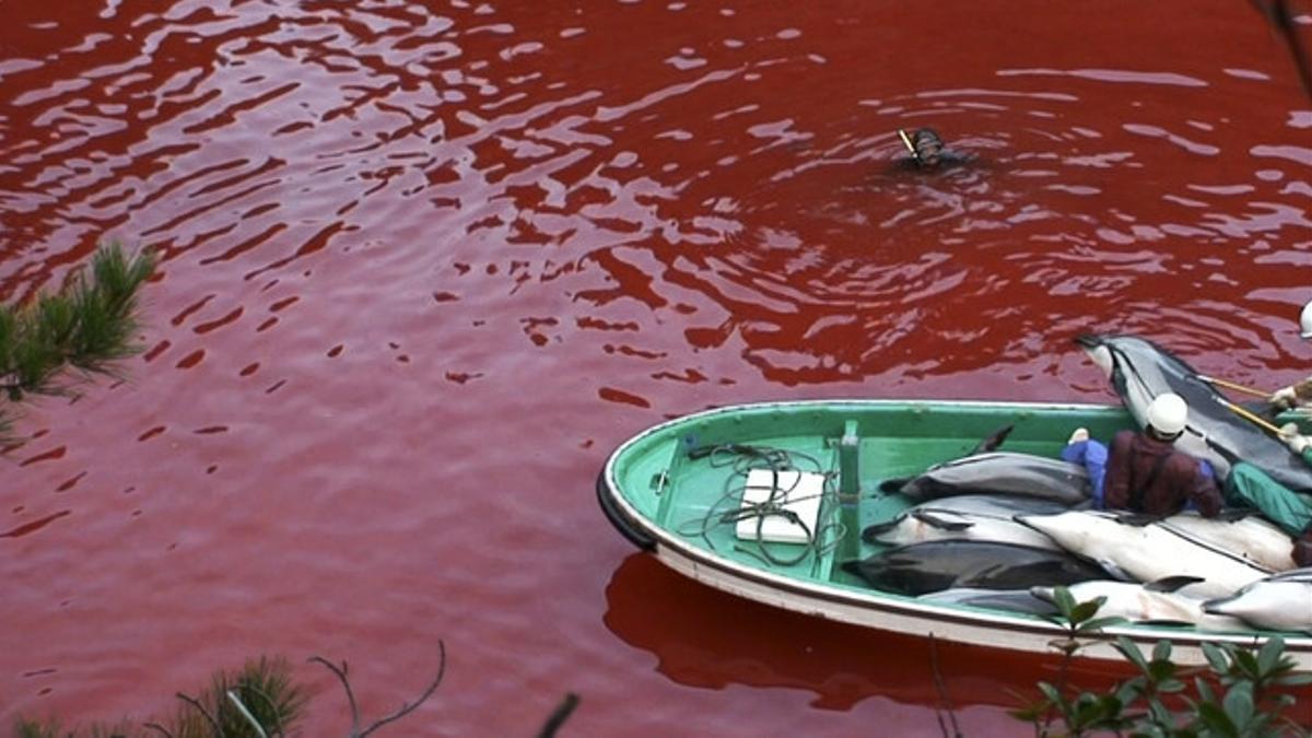 Imagen del documental 'The Cove', que denuncia la matanza de delfines en la bahía de Taiji.