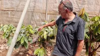 El cacao aspira a convertirse en la nueva joya de la agricultura canaria