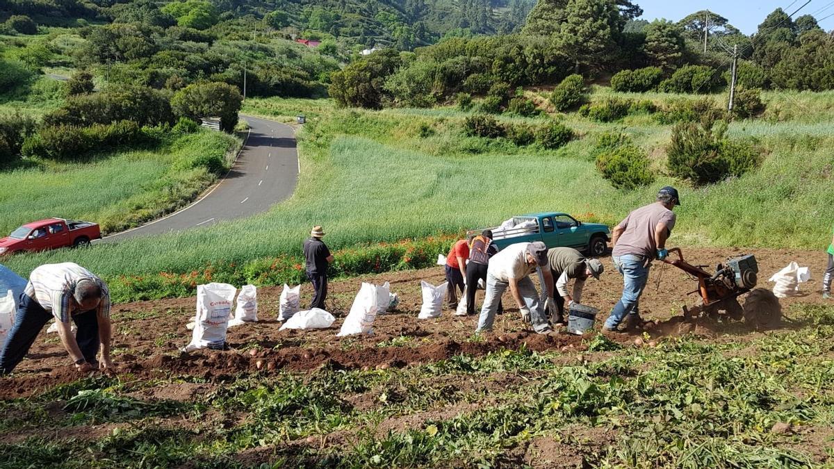 Varios agricultores trabajan en un terreno.