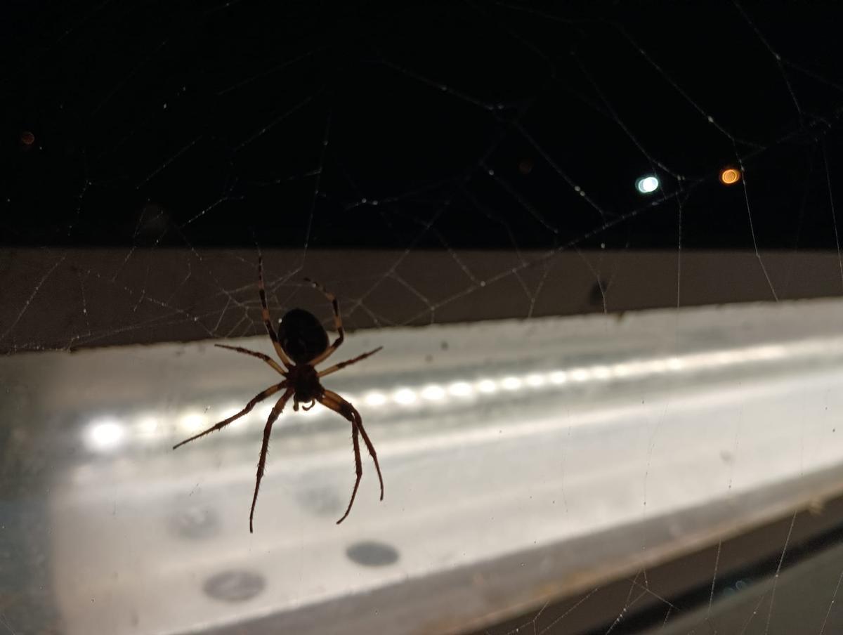 Fotogalería | Las arañas del puente Lusitania de Mérida