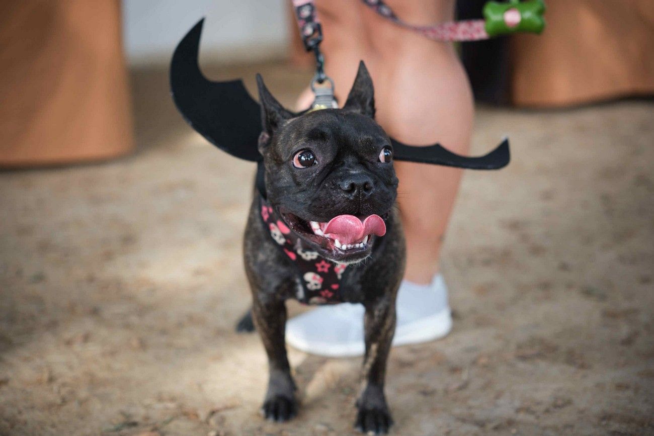 Día de los Animales en Santa Cruz