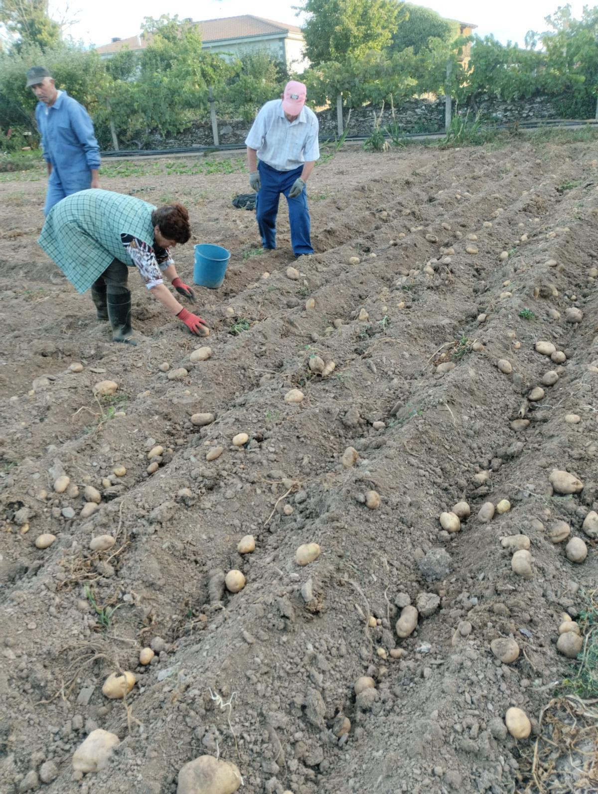 Recogida de la patata en Tola de Aliste.