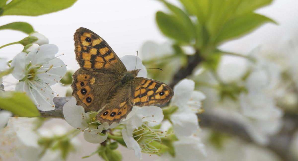 ‘Papallona del gram’ fotografiada en unas flores de ciruelo. / CAT