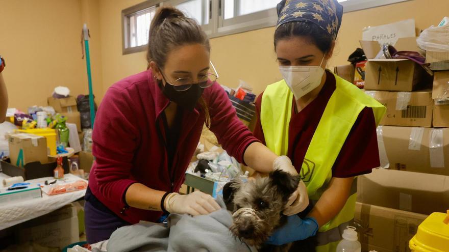 Veterinarios del UCHCEU trabajan a pie de campo en los municipios de la DANA