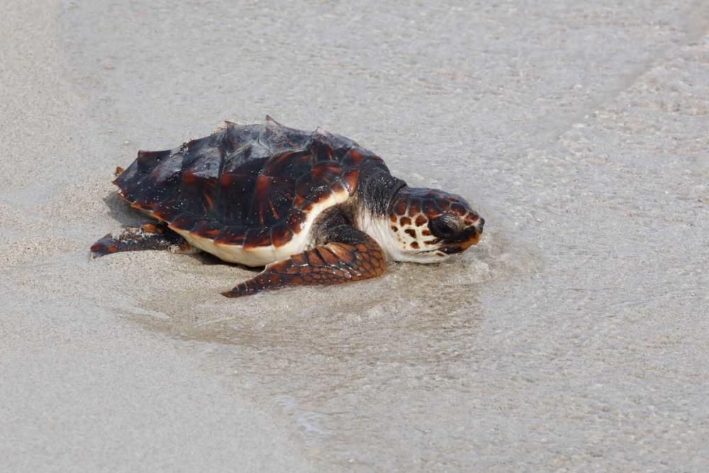 Liberadas en Ibiza 26 tortugas de la primera puesta registrada en Baleares