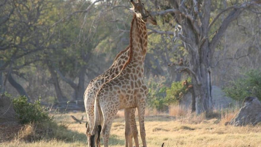 La jirafa entra en la lista de especies en peligro