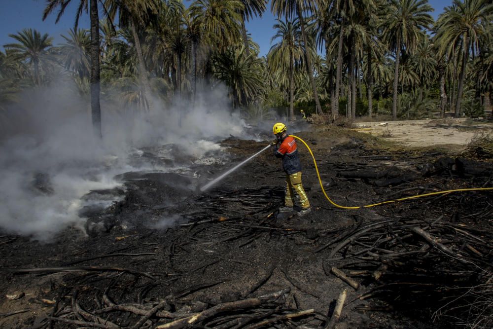 Fuego en el Palmeral de Elche