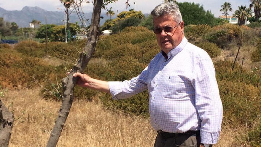 Fernando Piquer, junto a un acebuche de una de las dunas de Las Chapas.