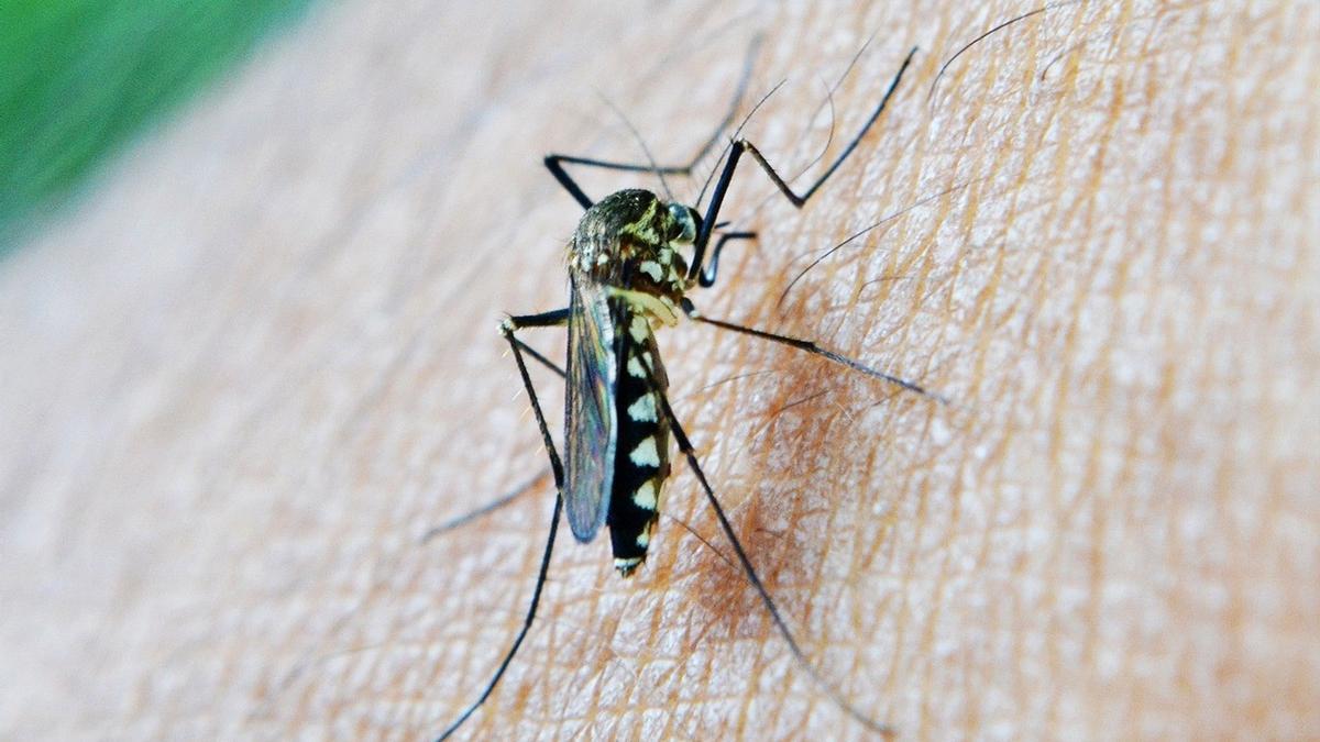 Un mosquito transmisor del virus del Nilo