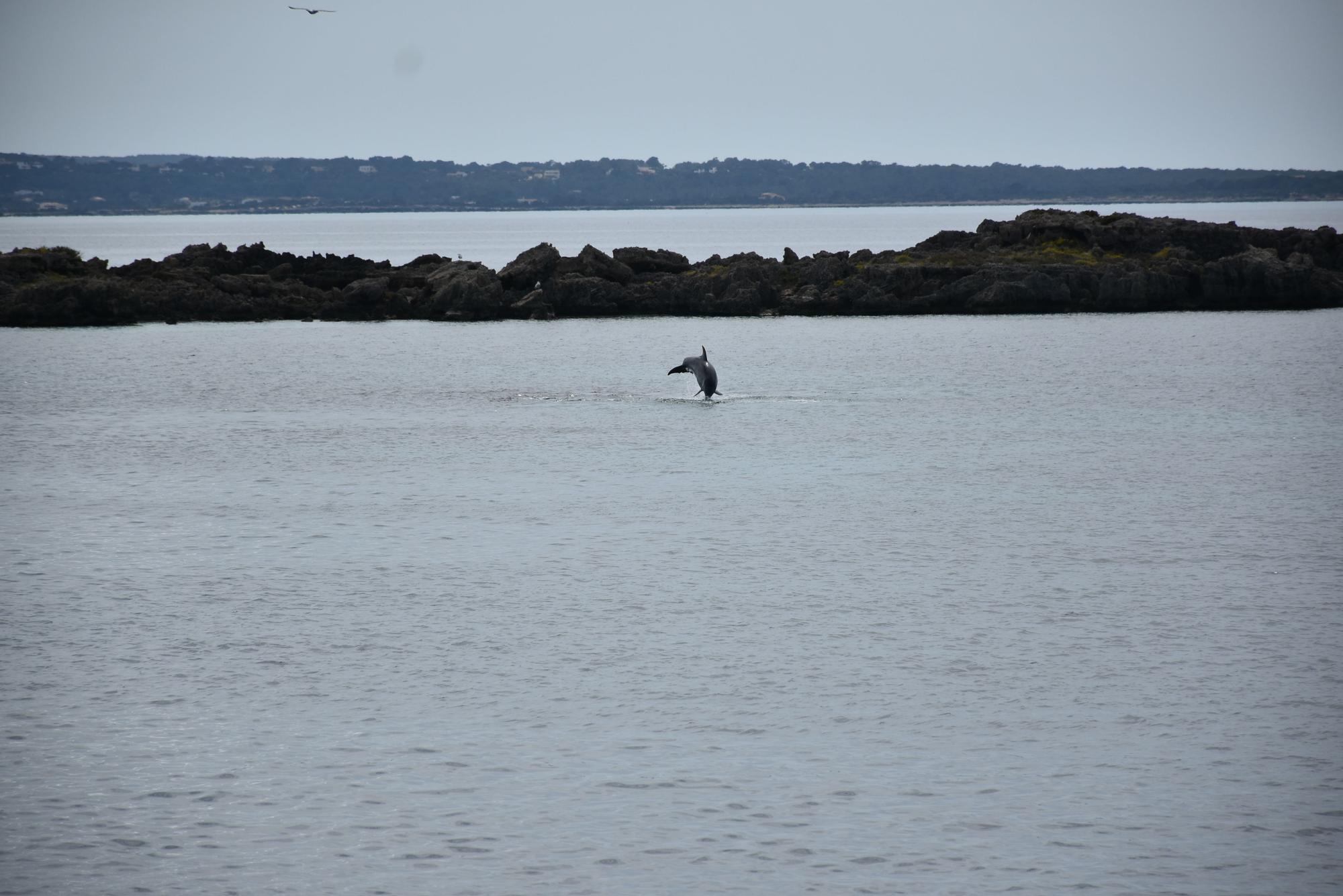 Delfines en  s'Espalmador