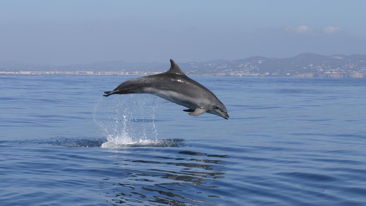 Un grupo de delfines en la costa de Ibiza y Formentera a vista de dron.