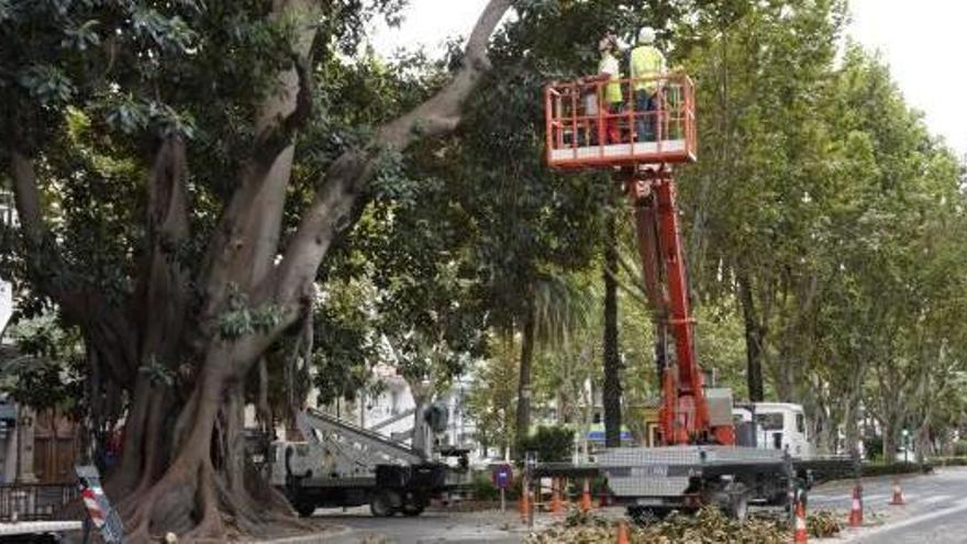 La poda llega  a los plátanos  de la Gran Vía  40 años después