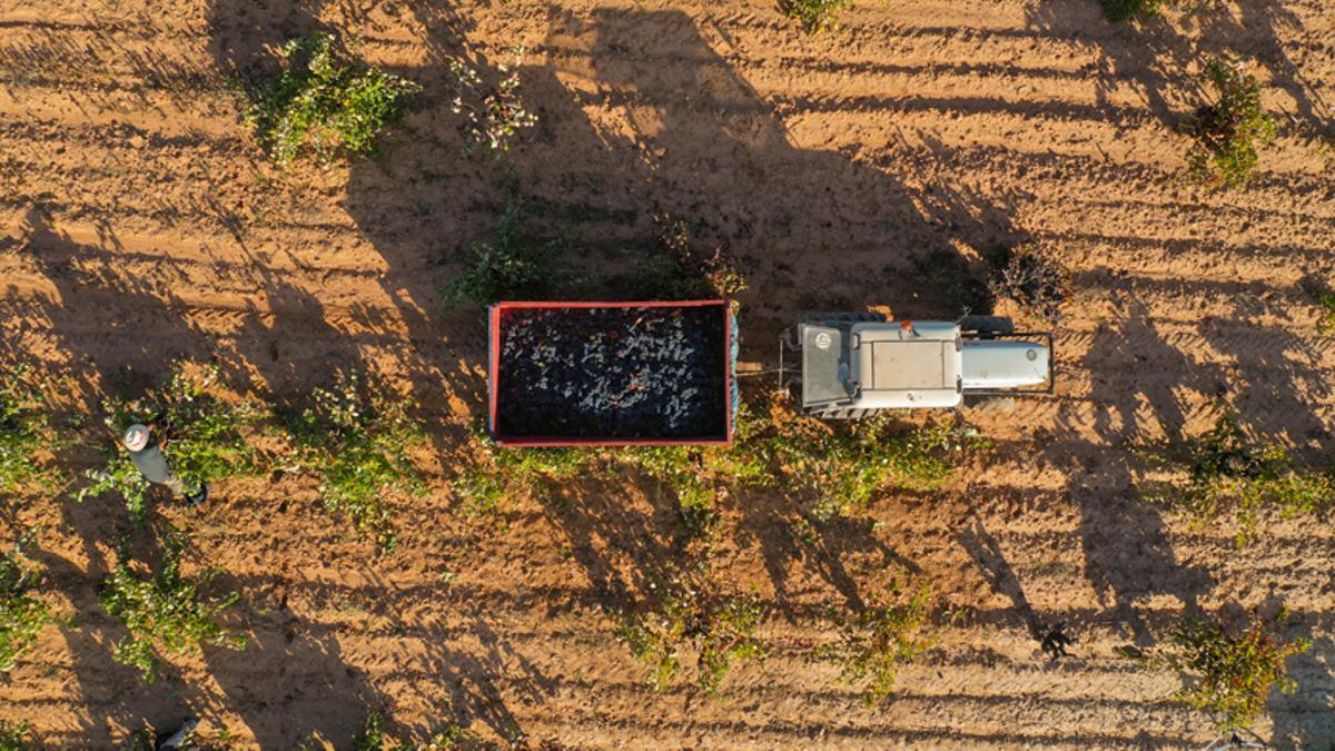 La tradición vitivinícola es el principal patrimonio de la Denominación de Origen.