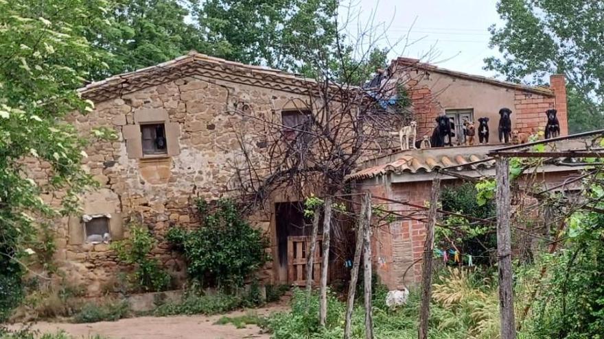 Alguns gossos sobre el teulat de l'habitatge.