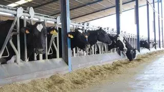 Así es Shamonda, el virus que preocupa a las granjas de vacuno en Galicia tras detectarse en España: reduce hasta un 20% la producción de leche
