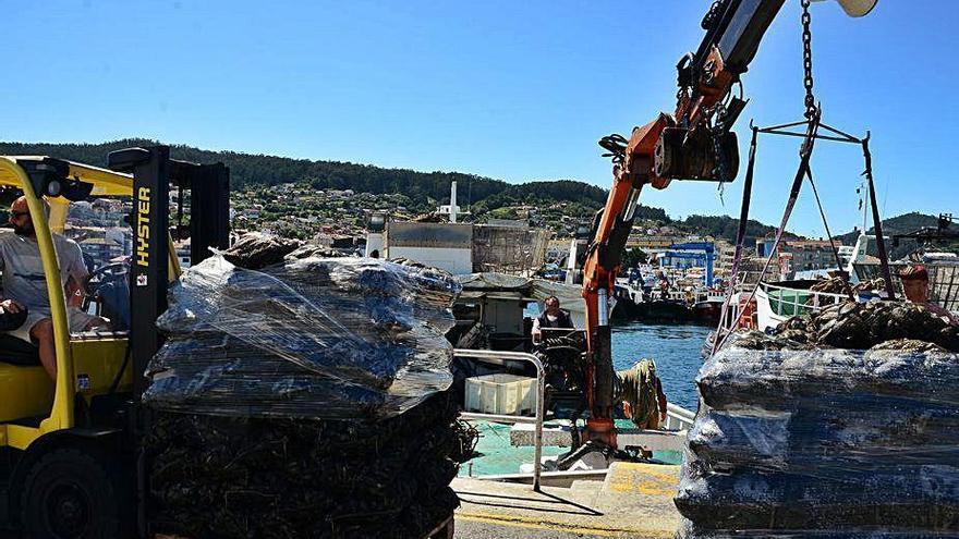 Descarga de mejillón ayer en el puerto de Bueu.