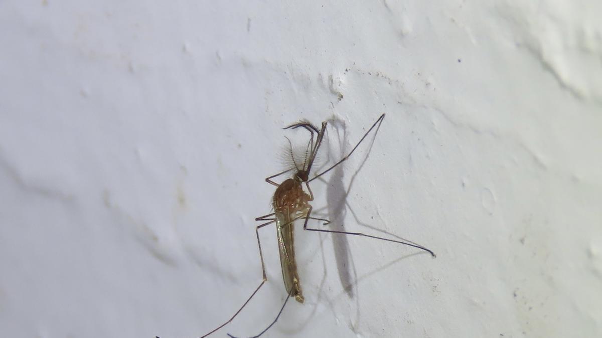 Ejemplar de mosquito 'Culex pipiens', especie que transmite el virus del Nilo