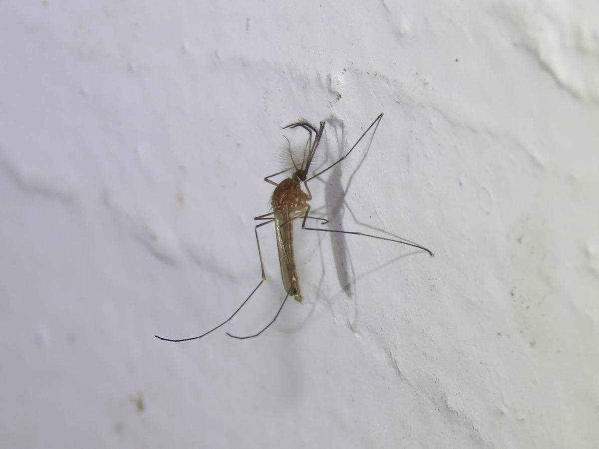 Ejemplar de 'Culex pipiens', especie que transmite el virus del Nilo