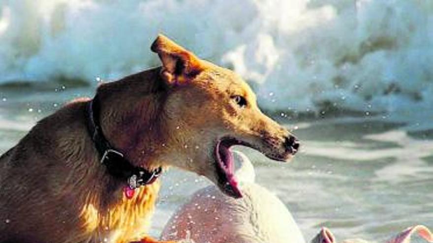 El Mar Muerto de      los perros