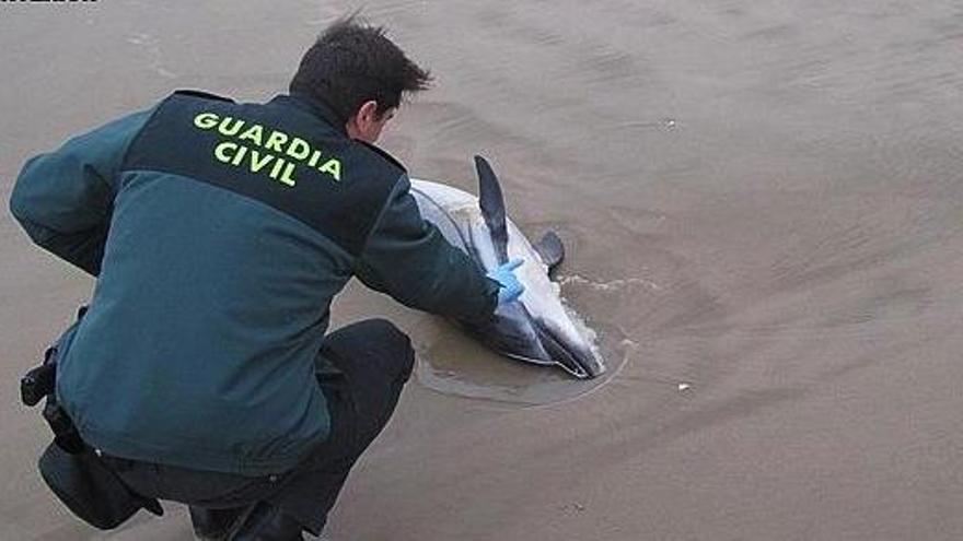 El delfín varado en Sueca.