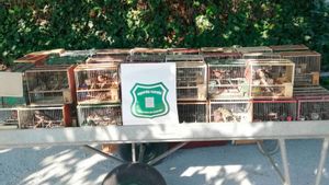 Acusats de grup criminal traficants de caderneres