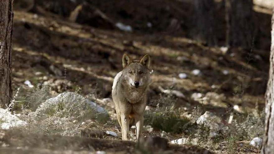 Lobo ibérico en la Sierra de la Culebra.