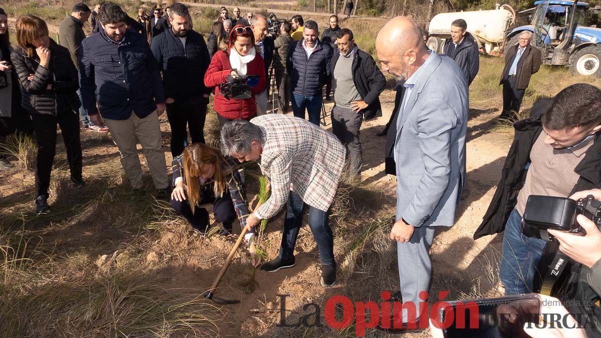 Bosque Disfrimur