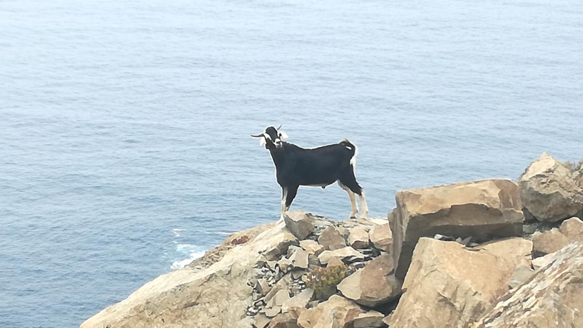 Cabra salvaje en Anaga