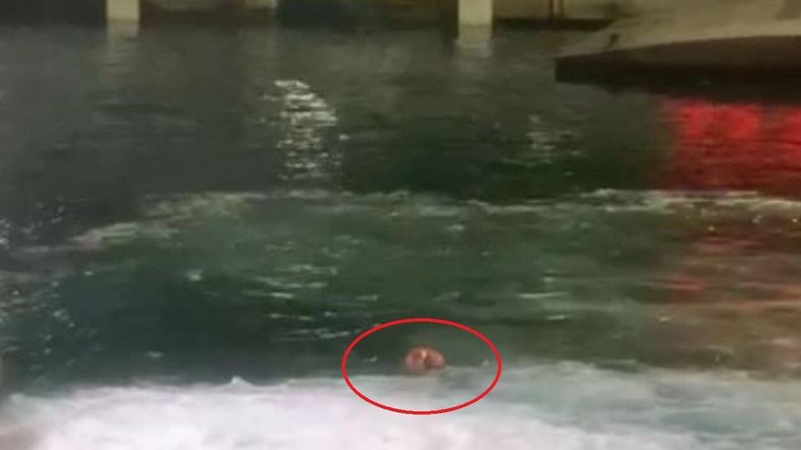 He falls into the sea after jumping from the car ramp to catch the ferry between Santa Cruz and Agaete