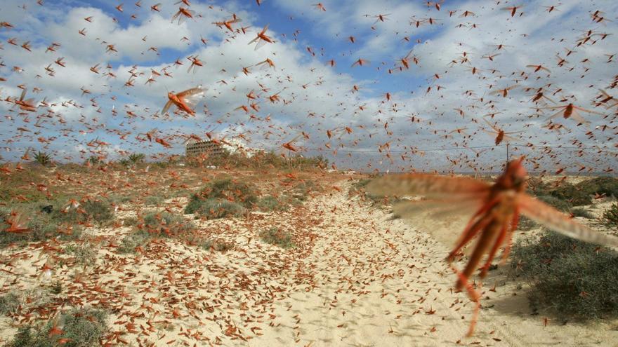 ¿Cuánto pesan todos los insectos del mundo y por qué es vital saberlo?