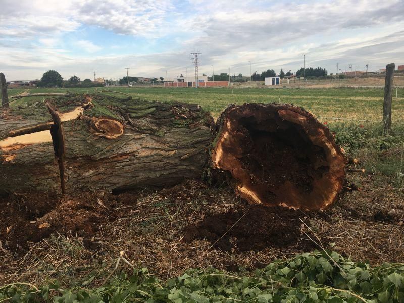 Desaparece la arboleda en Monfarracinos