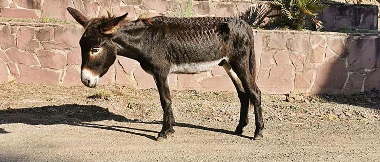 Uno de los burros del servicio antiincendios.