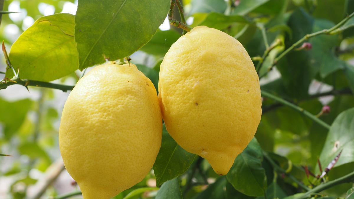 Limones.